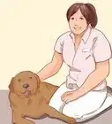 enseñarle a tu perro a no morder