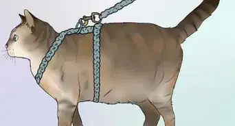 hacer un arnés para tu gato gordo