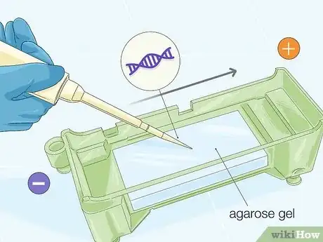 Imagen titulada Determine Genotype Step 10