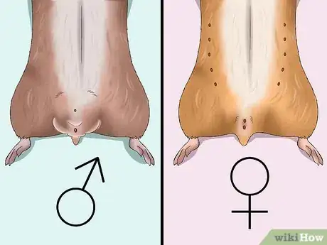 Imagen titulada Get Hamsters to Stop Fighting Step 2
