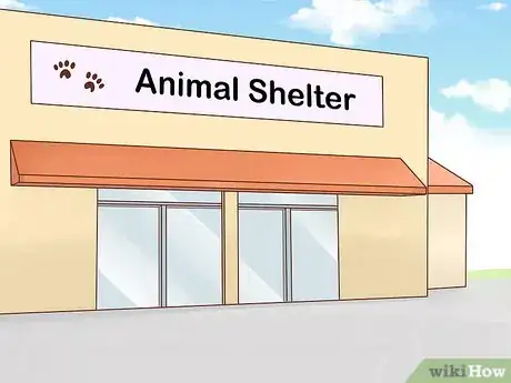 Imagen titulada Care for a Border Collie Step 12