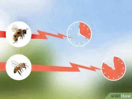 Imagen titulada Identify Africanized Honey Bees Step 3