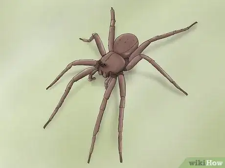 Imagen titulada Identify a Nursery Web Spider Step 1
