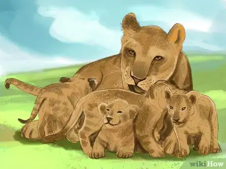 Imagen titulada Survive a Lion Attack Step 10