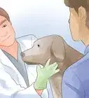 ponerle la vacuna antirrábica a tu perro en casa