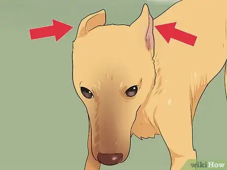 Imagen titulada Tell if a Dog Is Going to Attack Step 12