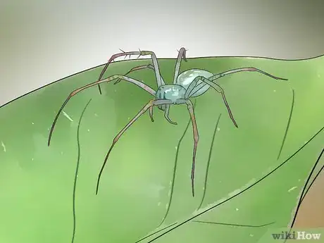 Imagen titulada Identify the Most Common North American Spider Species Step 15