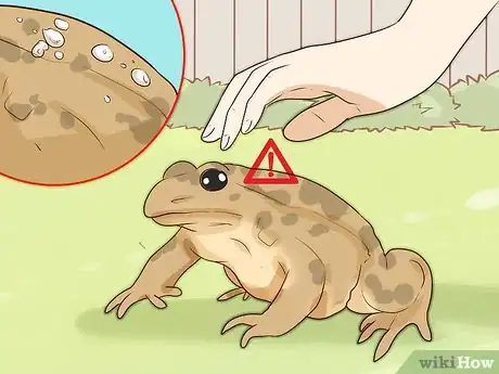 Imagen titulada Find Toads Step 13
