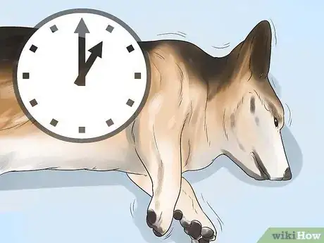 Imagen titulada Help a Dog Who Has Canine Epilepsy Step 4