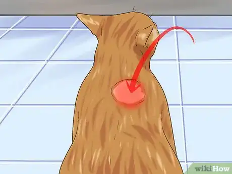 Imagen titulada Treat Feline Cancer Step 4