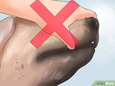 Imagen titulada Help a Dog Who Has Canine Epilepsy Step 2