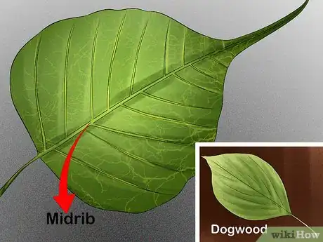 Imagen titulada Identify Trees by Leaves Step 5