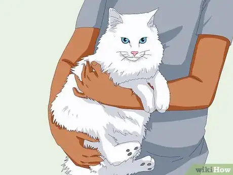 Imagen titulada Identify a Norwegian Forest Cat Step 6