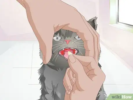 Imagen titulada Treat Fractures in Cats Step 9