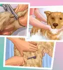 ser un dueño de perros responsable