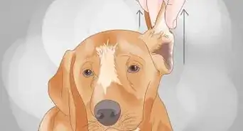 masajear a tu perro para que defeque