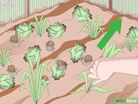 Imagen titulada Snail Farm Step 17