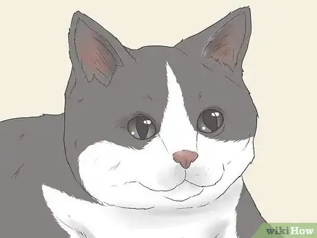 Imagen titulada Know if Your Cat Is Still a Kitten Step 3