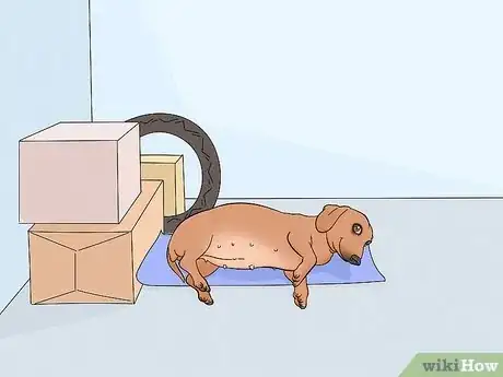 Imagen titulada Care for Newborn Puppies Step 10