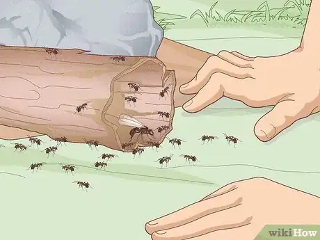 Imagen titulada Catch Ants Step 10
