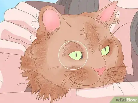 Imagen titulada Apologize to a Cat Step 19