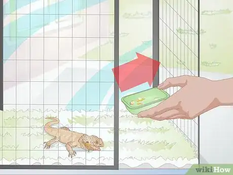 Imagen titulada Feed a Bearded Dragon Step 9