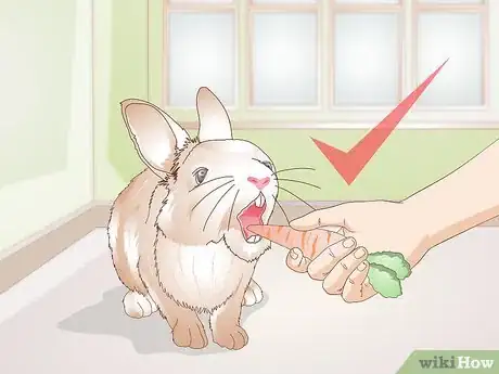 Imagen titulada Care for Your Rabbit After Neutering or Spaying Step 8