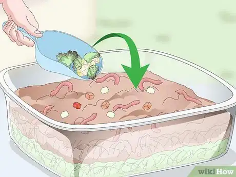 Imagen titulada Feed Worm Farm Worms Step 11