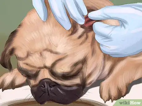 Imagen titulada Live with a Pug Dog Step 12