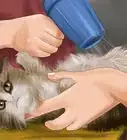 bañar a un gato
