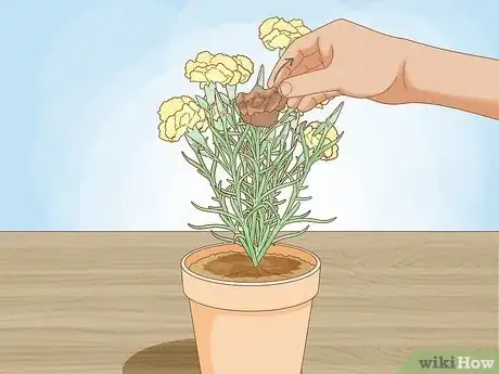 Imagen titulada Help Carnations Make a Comeback Step 4