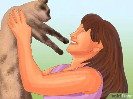 Imagen titulada Care for a Siamese Cat Step 7