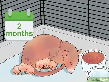 Imagen titulada Breed Rats Step 14