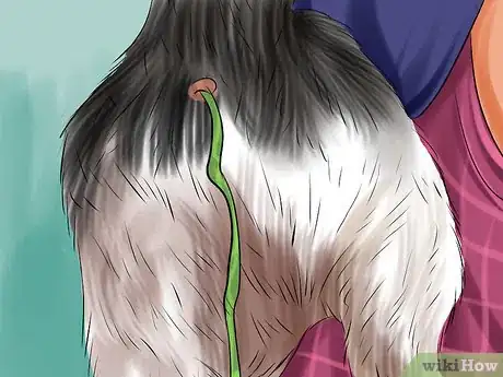 Imagen titulada Help a Cat That Swallowed String Step 8