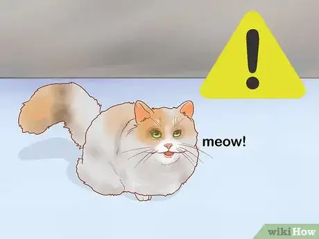 Imagen titulada Treat Hoarseness in Cats Step 8