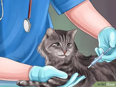 Imagen titulada Diagnose and Treat the Cause of Deformed Cat Nails Step 8