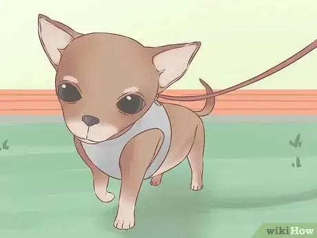 Imagen titulada Care for Your Chihuahua Puppy Step 9
