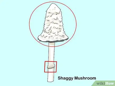 Imagen titulada Identify Edible Mushrooms Step 10