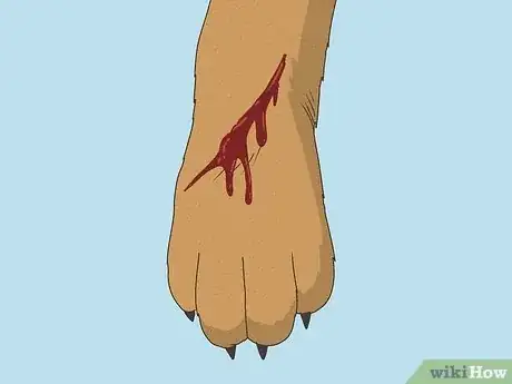 Imagen titulada Wrap a Dog Paw Step 1