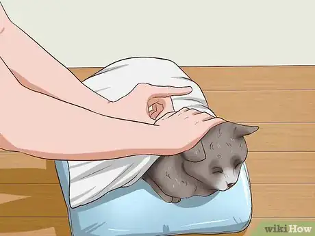 Imagen titulada Clean Your Cat When He Can't Do It Himself Step 19