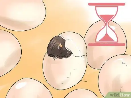 Imagen titulada Breed and Incubate Pheasants Step 18