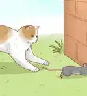 hacer feliz a tu gato