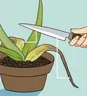 revivir una planta de sábila