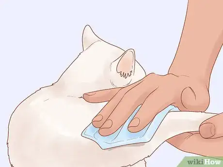 Imagen titulada Diagnose and Treat Stud Tail in Cats Step 9