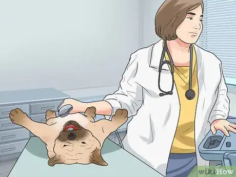 Imagen titulada Breed Pugs Step 16
