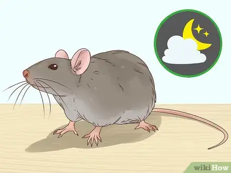 Imagen titulada Choose Between a Pet Mouse or Pet Rat Step 1