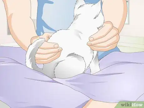 Imagen titulada Castrate a Cat Step 9