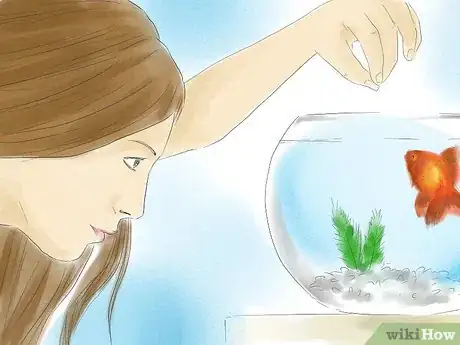 Imagen titulada Tell if Your Goldfish Is a Male or Female Step 10