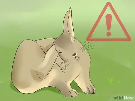 Imagen titulada Clean Your Rabbit's Ears Step 11