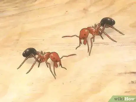 Imagen titulada Identify Ants Step 19